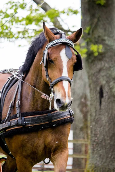 Retrato de cavalo puxando carruagem no verão — Fotografia de Stock