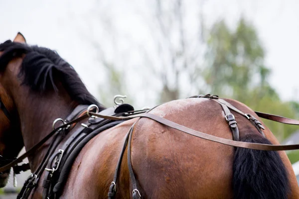 Close up van paard getrokken vervoer tack — Stockfoto