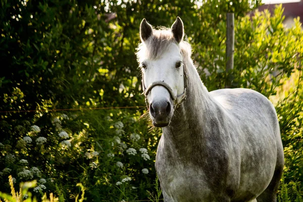 Porträt eines grauen Ponys im Sommer — Stockfoto