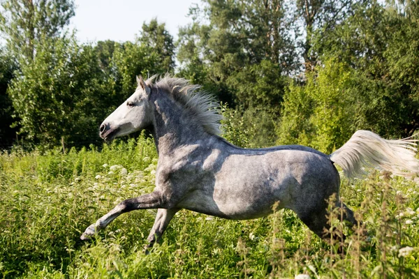 Beau poney gris courant au pâturage — Photo
