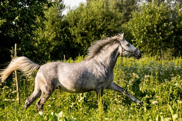 美丽的灰色小马跑在牧场上 — 图库照片