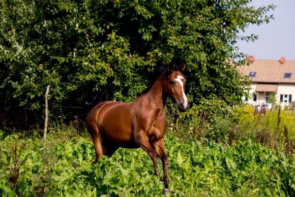 Bay arabian mare galloping at the pasture — Stock Photo, Image