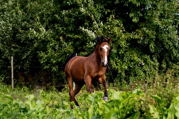 Arabský hnědku tryskem na pastviny — Stock fotografie