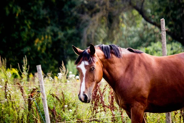 Portret van Bay Arabian mare — Stockfoto