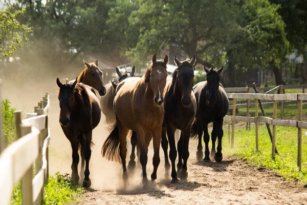 Стадо лошадей, идущих на пастбище утром — стоковое фото