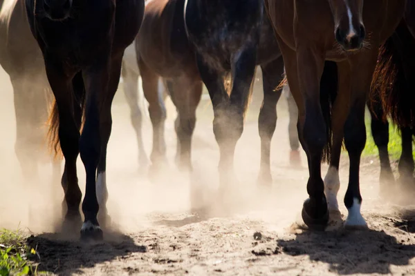 Primo piano della mandria di cavalli che cammina verso il pascolo — Foto Stock