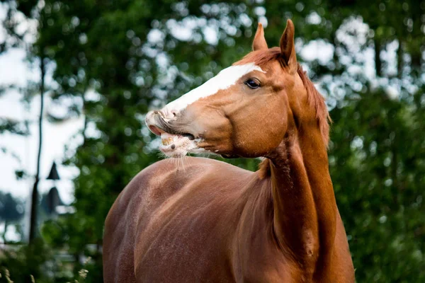 Portret van grappige kastanje paard lacht — Stockfoto