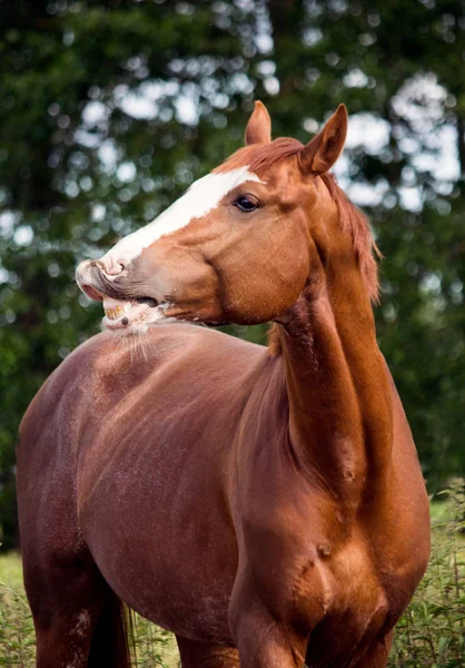 Ritratto di divertente cavallo castagno sorridente — Foto Stock