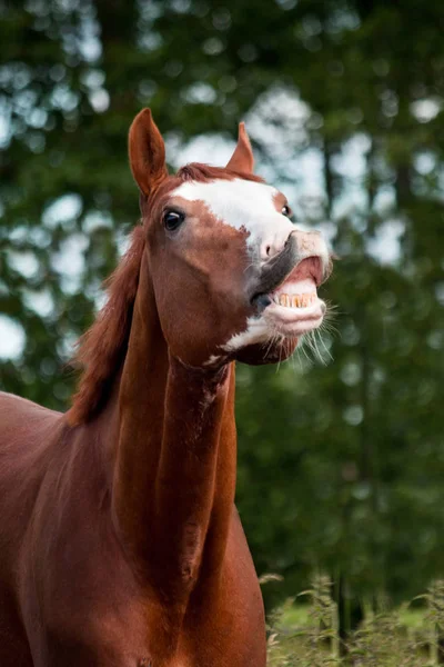 Portrait d'un drôle de cheval marron souriant — Photo