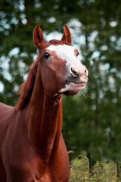 Porträtt av roliga kastanj häst leende — Stockfoto