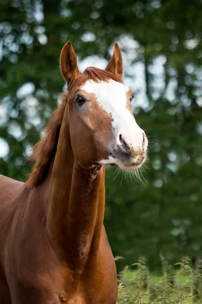 Ritratto di divertente cavallo castagno sorridente — Foto Stock