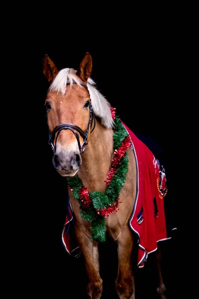 Portret konia palomino z chrsitmas wieniec — Zdjęcie stockowe