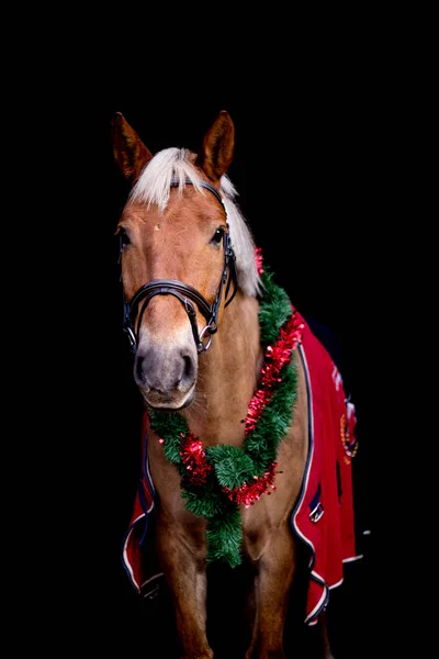 Portret konia palomino z chrsitmas wieniec — Zdjęcie stockowe