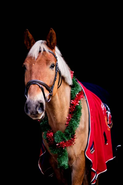 Ritratto di cavallo palomino con ghirlanda di Natale — Foto Stock
