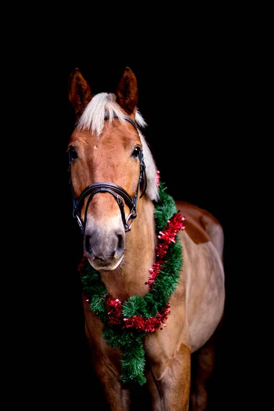 Retrato de caballo con corona de Navidad aislada en negro — Foto de Stock