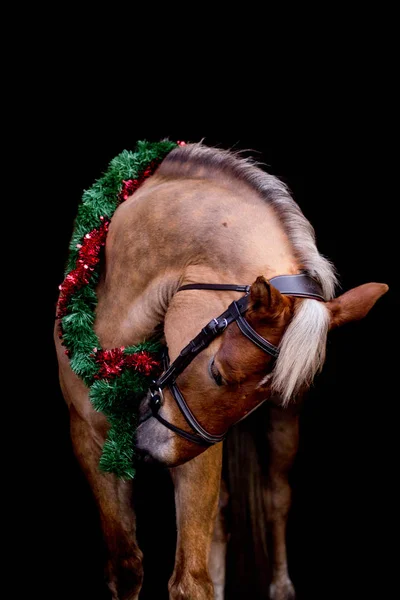 Ritratto di cavallo con ghirlanda di Natale isolato su nero — Foto Stock
