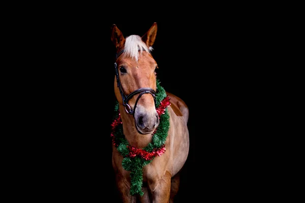 Retrato de caballo con corona de Navidad aislada en negro — Foto de Stock