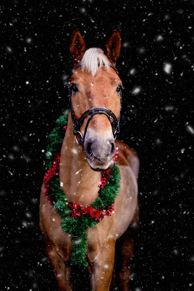 Portrét koně s chrsitmas věnec izolované na černém a sn — Stock fotografie