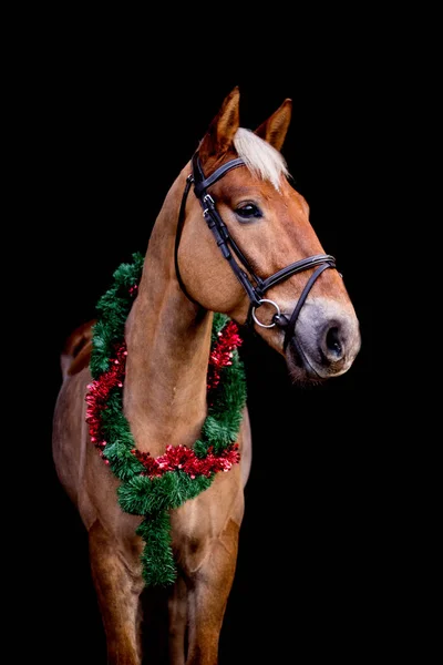 Retrato de caballo con corona de Navidad aislada en negro —  Fotos de Stock