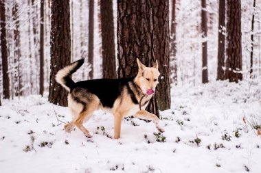 Şakacı çalıştıran ve ormanda ayakta şirin köpek