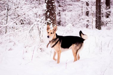 Şakacı çalıştıran ve ormanda ayakta şirin köpek