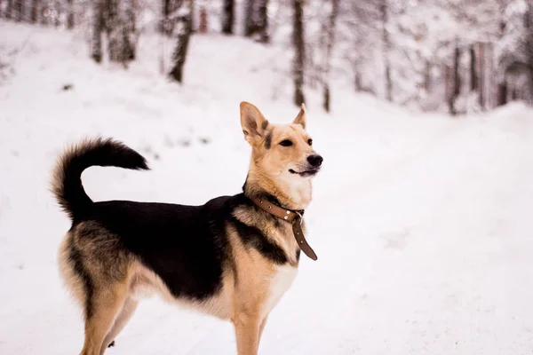 Портрет пастушьей собаки в снежном лесу — стоковое фото