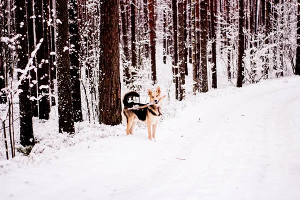 Cute dog playfully running and standing in the forest — Stock Photo, Image