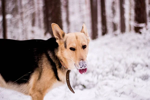 Portrait of funny smiling shepherd dog in the forest — Stock Photo, Image