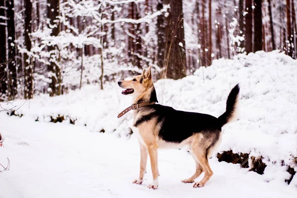 Cute dog playfully running and standing in the forest — Stock Photo, Image