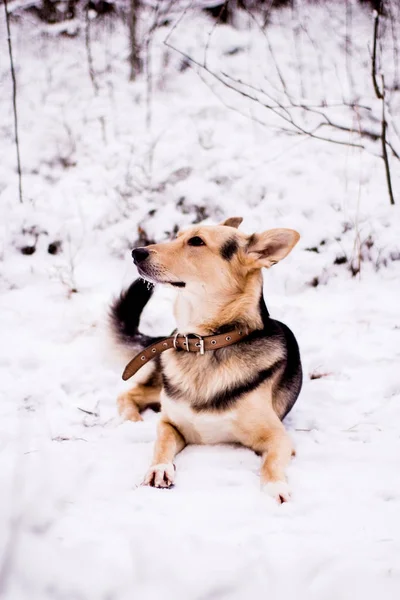 Милая собака отдыхает в снегу — стоковое фото
