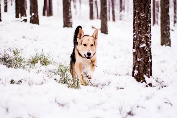 Милая собака игриво бегает и стоит в лесу — стоковое фото