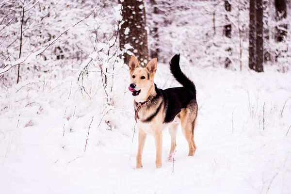Милая собака игриво бегает и стоит в лесу — стоковое фото