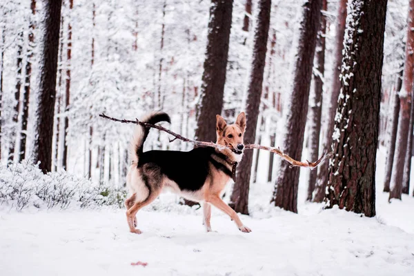 Cute dog playfully running and standing in the forest — Stock Photo, Image