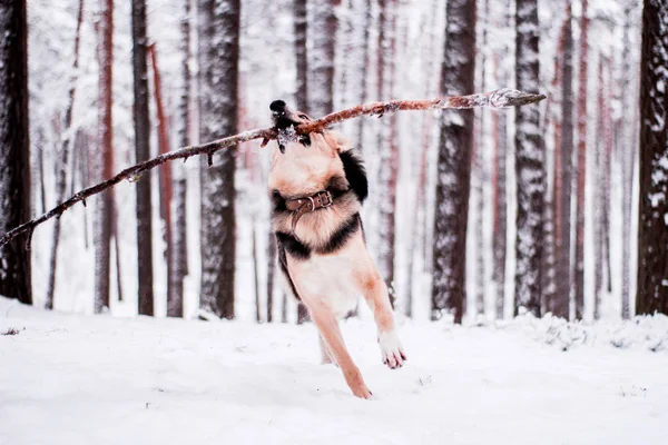 Roztomilý pejsek, hravě běh a stát v lese — Stock fotografie