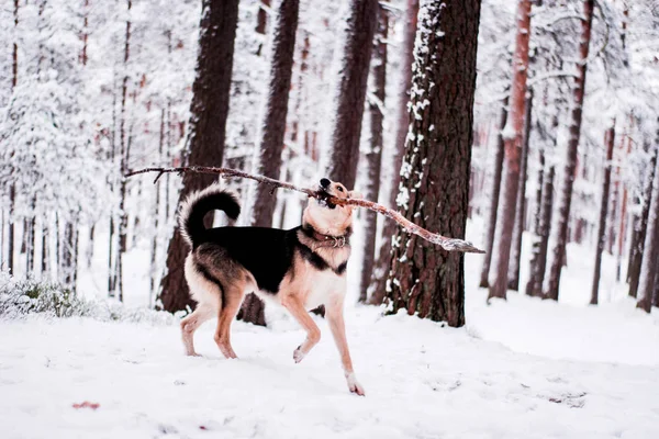 Cute dog playfully running and standing in the forest — Stock Photo, Image