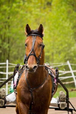 Portrait of trotter horse in the competition clipart
