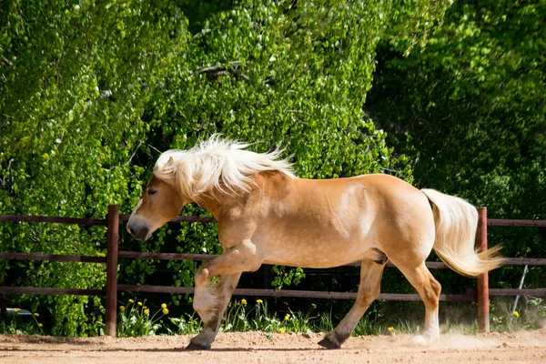 Hermoso gran palomino caballo de tiro galopando gratis — Foto de Stock