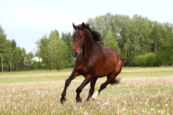 Прекрасная коричневая лошадь, бегущая по полю с цветами — стоковое фото