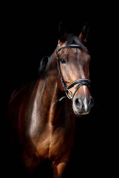 Hnědý kůň portrét na černém pozadí — Stock fotografie
