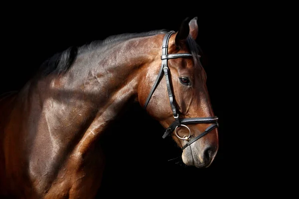 Porträt eines braunen Pferdes auf schwarzem Hintergrund — Stockfoto