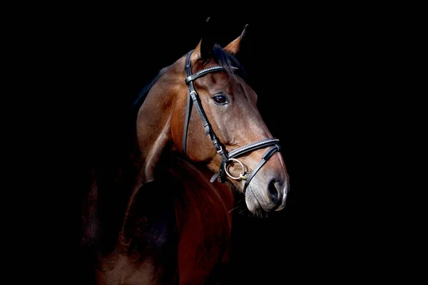 Brown cavalo retrato no fundo preto — Fotografia de Stock