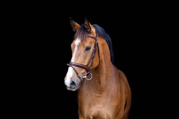 Porträt eines braunen Pferdes auf schwarzem Hintergrund — Stockfoto