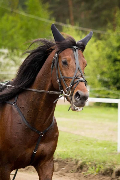 Retrato de cavalo de trote na competição — Fotografia de Stock