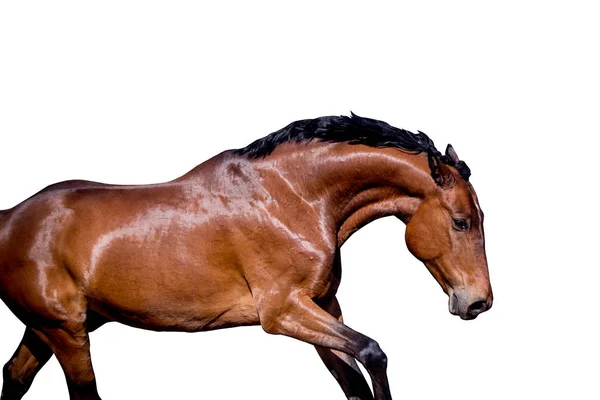 Caballo marrón galopando aislado sobre fondo blanco — Foto de Stock