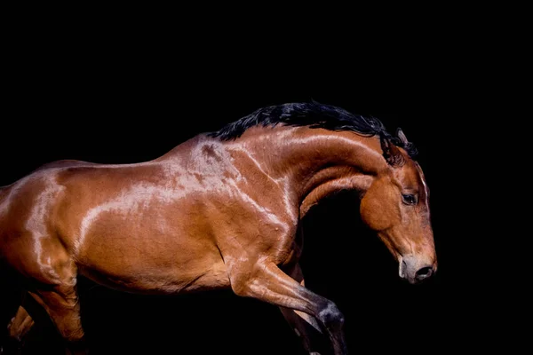 黒の背景に隔離された茶色の馬のギャロップ — ストック写真