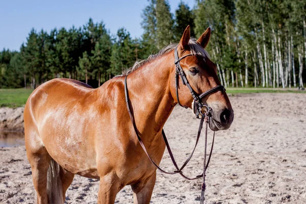 Kumsaldaki şirin palomino at portresi. — Stok fotoğraf