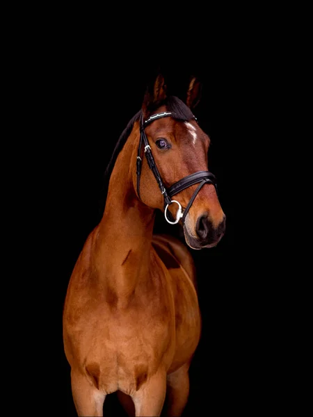 Portrét krásného zálivu koně na černém pozadí — Stock fotografie