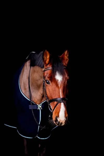 Portrait of beautiful bay horse in rug on black background Royalty Free Stock Images