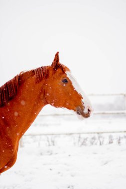 Kışın kestane kırmızısı at portresi