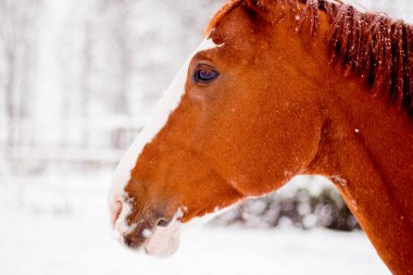 Kışın kestane rengi at kafası yakın.